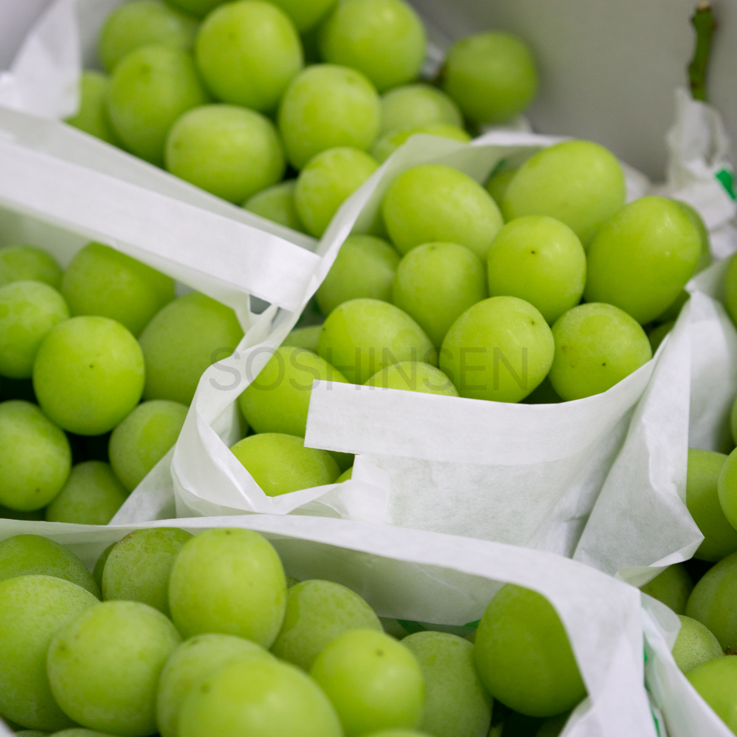 Pre-order] Japanese Shine Muscat Seedless Grapes (300 to 400g