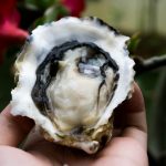 Canadian Oysters_Joan Tan